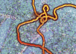 ebola2-250x180