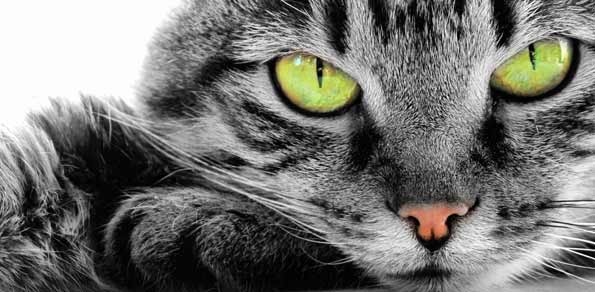 Comentarios do mercado Forex: gatos e nove vidas