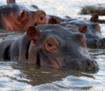 Cov Nqe Lus Forex - Tshaib plab Hippos thiab IMF