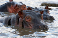 Forex Articles - Hungry Hippos and the IMF